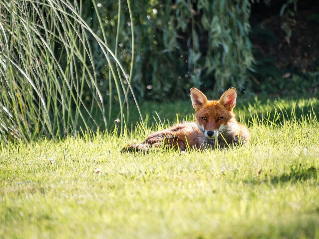 pexels-photo-823622-823622 A red fox relaxing in the sunshine on a grassy field in Greater London.
